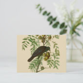 Carte Postale Impression d'oiseau Grackle violet d'Audubon Botan (Debout devant)
