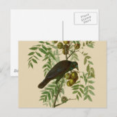 Carte Postale Impression d'oiseau Grackle violet d'Audubon Botan (Devant / Derrière)