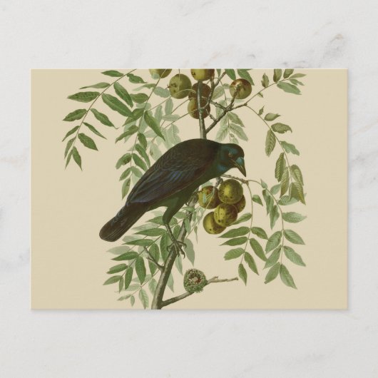 Carte Postale Impression d'oiseau Grackle violet d'Audubon Botan (Devant)
