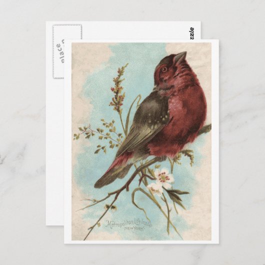 Carte Postale Impression d'oiseaux vintages (Devant / Derrière)