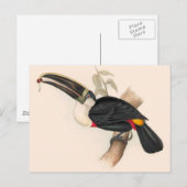 Carte Postale Impression du Toucan de Cuvier : Oiseau Tropical V (Devant / Derrière)