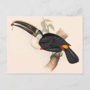 Carte Postale Impression du Toucan de Cuvier : Oiseau Tropical V