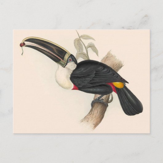 Carte Postale Impression du Toucan de Cuvier : Oiseau Tropical V (Devant)