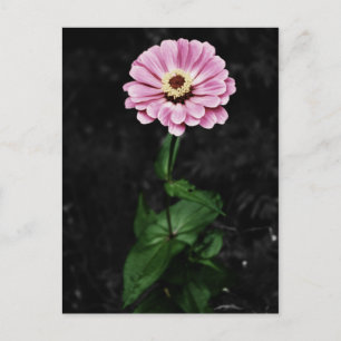 Carte Postale Impression durable