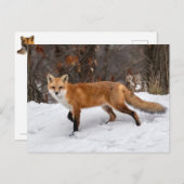 Carte Postale Impression photo Fox sur neige (Devant / Derrière)