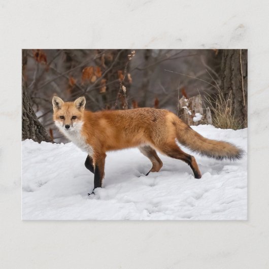 Carte Postale Impression photo Fox sur neige (Devant)