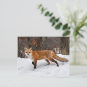 Carte Postale Impression photo Fox sur neige (Debout devant)