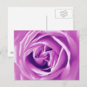 Carte Postale Impression rose lavande (Devant / Derrière)