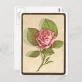Carte Postale Impression Rose vintage (Devant / Derrière)