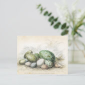 Carte Postale Impression victorienne de divers oeufs d'oiseaux (Debout devant)