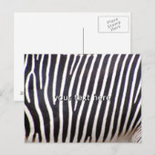 Carte Postale Impression Zebra (Devant / Derrière)