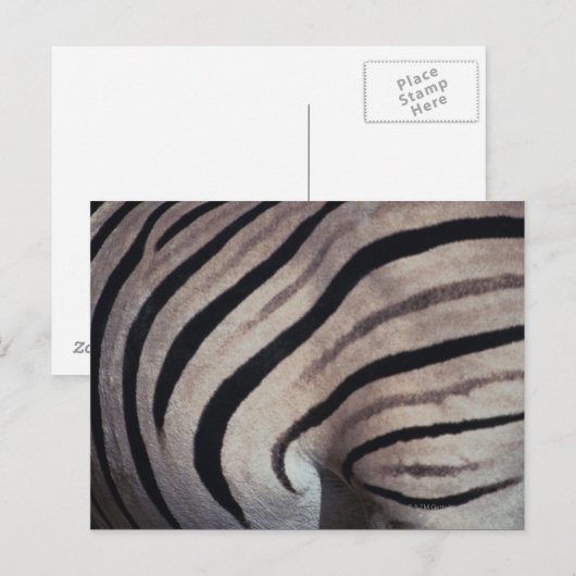 Carte Postale Impression Zebra (Devant / Derrière)