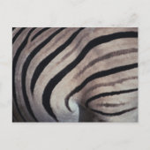 Carte Postale Impression Zebra (Devant)