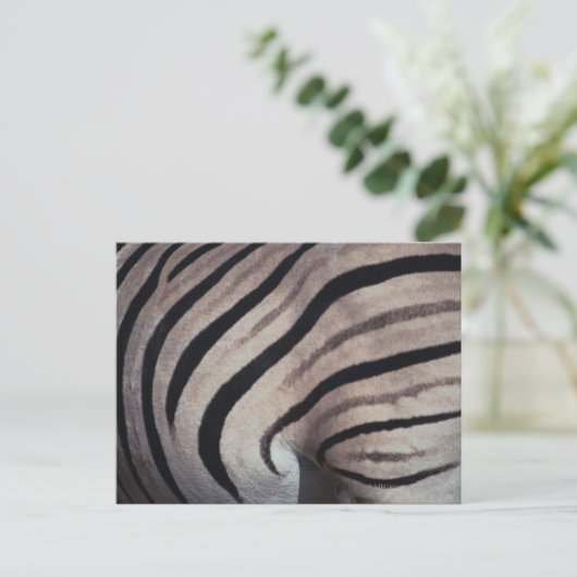 Carte Postale Impression Zebra (Debout devant)