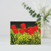 Carte Postale impressions de tulipe (Debout devant)