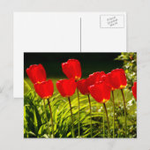 Carte Postale impressions de tulipe (Devant / Derrière)