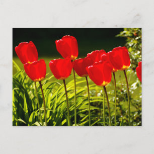 Carte Postale impressions de tulipe