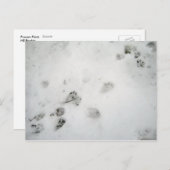 Carte Postale Impressions Possum (Devant / Derrière)