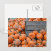 Carte postale imprimée de la ferme de citrouilles (Devant / Derrière)