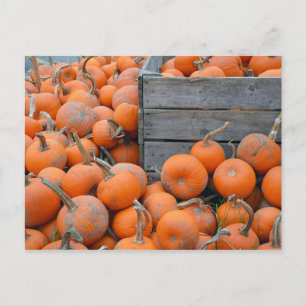 Carte postale imprimée de la ferme de citrouilles