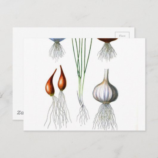 Carte Postale Imprimer Botanique vintage d'oignon (Devant / Derrière)