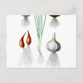 Carte Postale Imprimer Botanique vintage d'oignon (Devant)