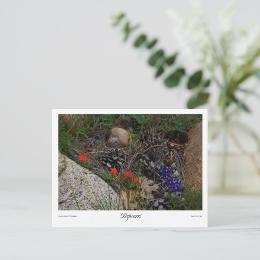 Carte Postale Imprimer Potpourri (Debout devant)