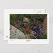 Carte Postale Imprimer Potpourri (Devant / Derrière)