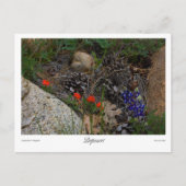 Carte Postale Imprimer Potpourri (Devant)