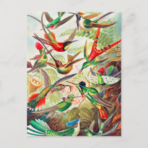 Carte Postale Imprimerie de colibris 1904