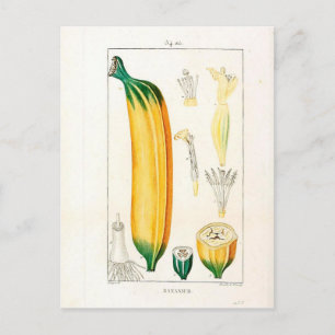 Carte Postale Imprimerie vintage de bananes