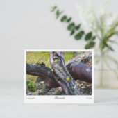 Carte Postale Imprimés Mansanita (Debout devant)