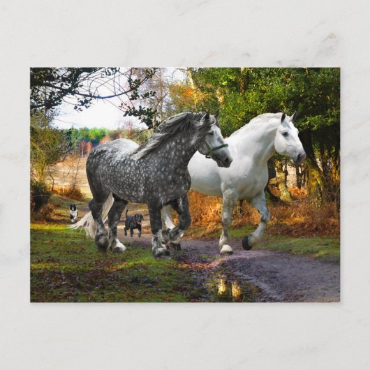 Carte postale "In From the Meadow" (Devant)