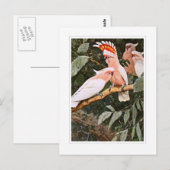 Carte Postale Inca Cockatoo ; by W.Kuhnert (Devant / Derrière)