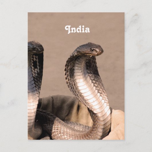 Carte Postale Inde Cobra (Devant)
