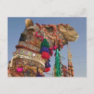 Carte Postale INDE, Rajasthan, Pushkar : FOIRE AUX CHAMEAUX DE P