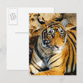 Carte Postale Inde, Sawai Madhopur, Ranthambore National (Devant / Derrière)