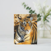 Carte Postale Inde, Sawai Madhopur, Ranthambore National (Debout devant)