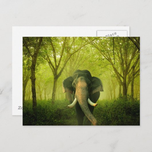 Carte Postale Indian Elephant Superbe Grosse Forêt Verte Mammifè (Devant / Derrière)