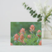 Carte Postale Indian Paintbrush, Castilleja miniata, Ouray, (Debout devant)