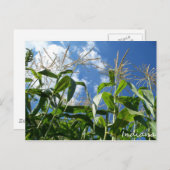Carte postale Indiana Corn (Devant / Derrière)