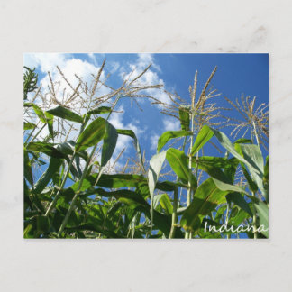 Carte postale Indiana Corn