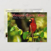 Carte Postale Indiana State Bird - Cardinal du Nord (Devant / Derrière)