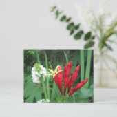 Carte postale indienne rose (Debout devant)