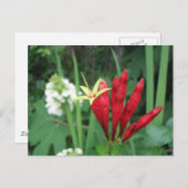 Carte postale indienne rose (Devant / Derrière)