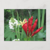 Carte postale indienne rose (Devant)