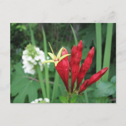 Carte postale indienne rose (Devant)