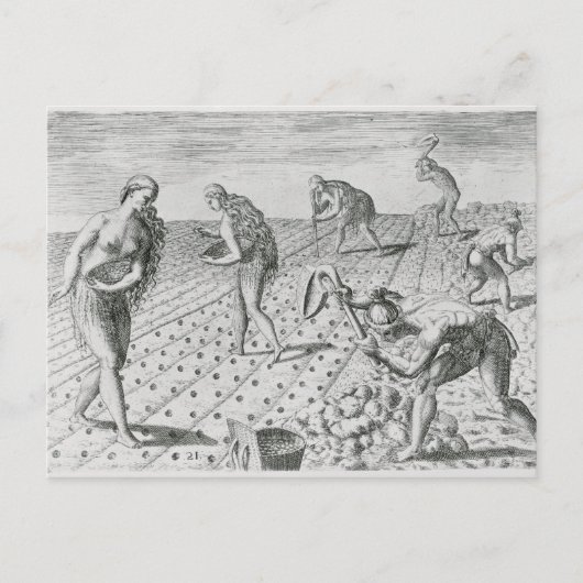 Carte Postale Indiens de Floride plantant du maïs (Devant)