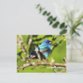 Carte postale Indigo Bunting (Debout devant)