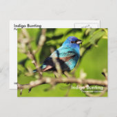 Carte postale Indigo Bunting (Devant / Derrière)